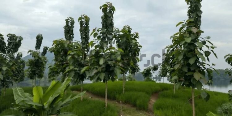 IMG-20260305-WA0414 - Agora Grands-Lacs Ituri : Faustin Tchombe recommande la plantation des arbres fertilisants pour préserver les sols