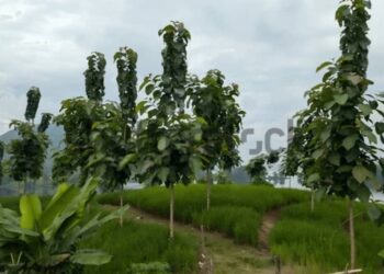 Ituri : Faustin Tchombe recommande la plantation des arbres fertilisants pour préserver les sols