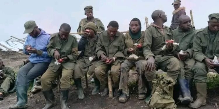Est de la RDC : 20 éléments de l&rsquo;AFC-M23/Twirwaneho se rendent aux FARDC