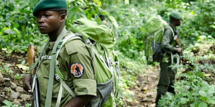 Un-écogarde-du-parc-national-de-Virunga - Agora Grands-Lacs RDC : deux écogardes du PNVi perdent la vie dans une attaque « lâche »