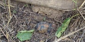 Beni : un engin explosif découvert dans une concession catholique à Mutwanga