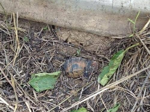 IMG-20260718-WA0009 - Agora Grands-Lacs Beni : un engin explosif découvert dans une concession catholique à Mutwanga